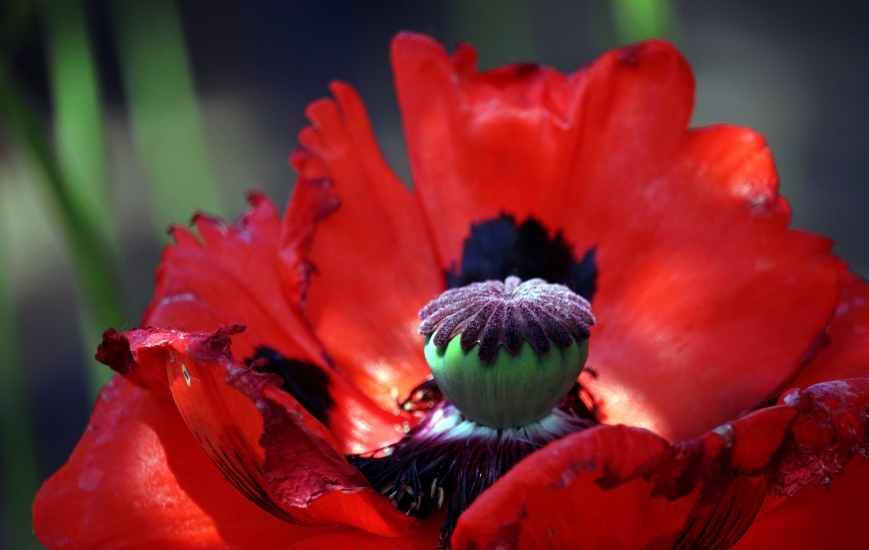 Roter Mohn