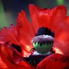 Roter Mohn