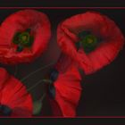 roter Mohn