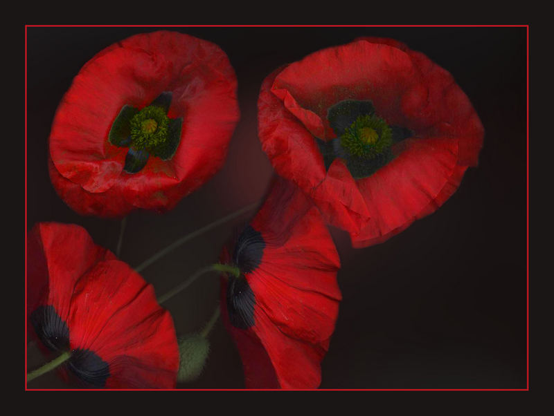 roter Mohn Foto &amp; Bild | scanbilder Bilder auf fotocommunity