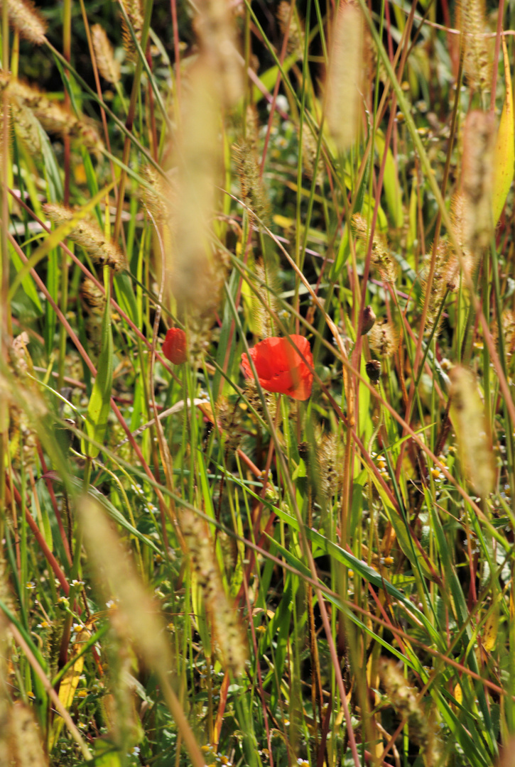 Roter Mohn