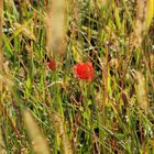 Roter Mohn