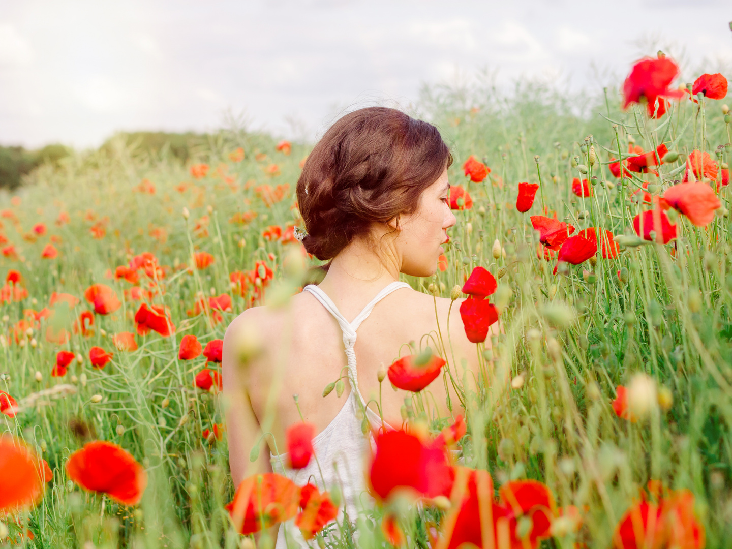 roter Mohn