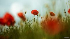 Roter Mohn