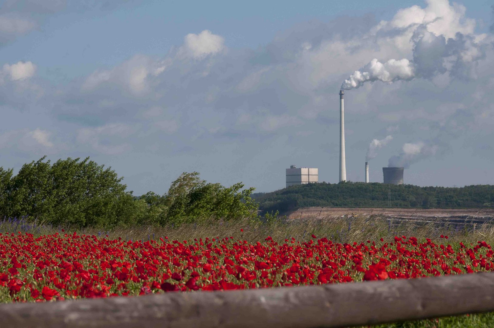 Roter Mohn