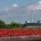 Roter Mohn