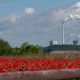 Roter Mohn