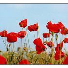 Roter Mohn