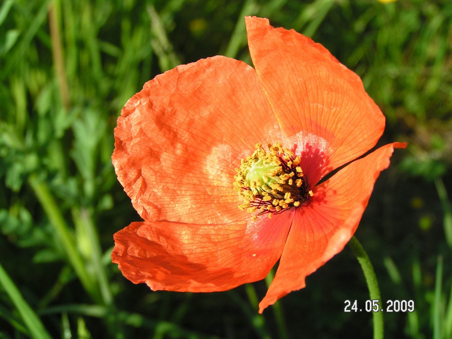 Roter Mohn