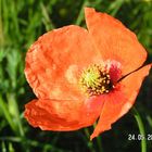 Roter Mohn