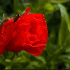 Roter Mohn