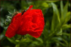 Roter Mohn