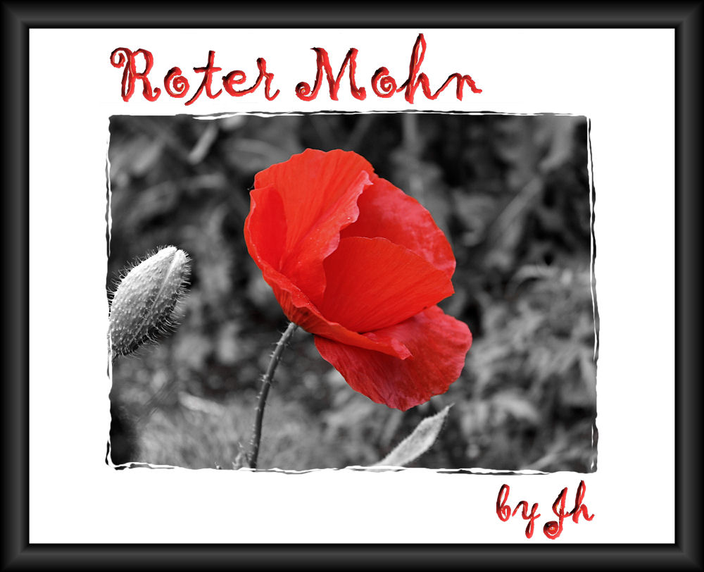 Roter Mohn