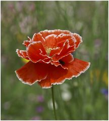 Roter Mohn