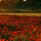 Roter Mohn