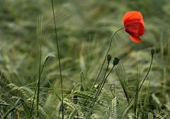 Roter Mohn