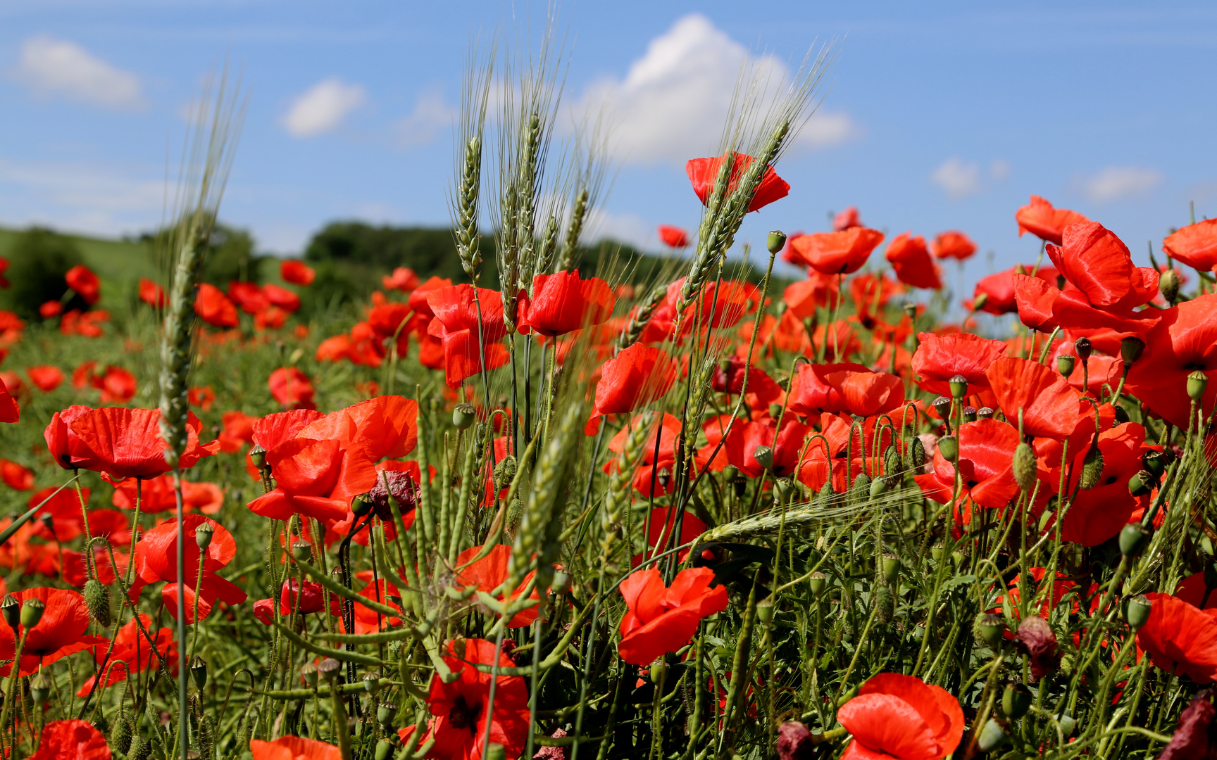 Roter Mohn