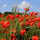 Roter Mohn