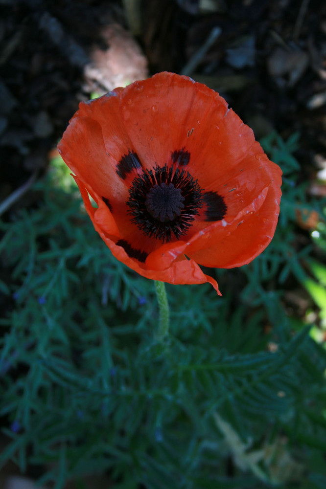 roter Mohn