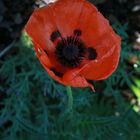 roter Mohn