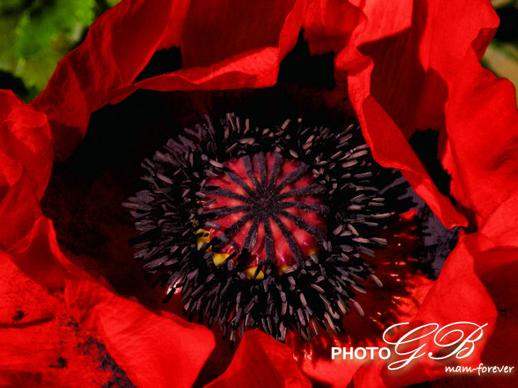 roter Mohn