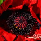 roter Mohn