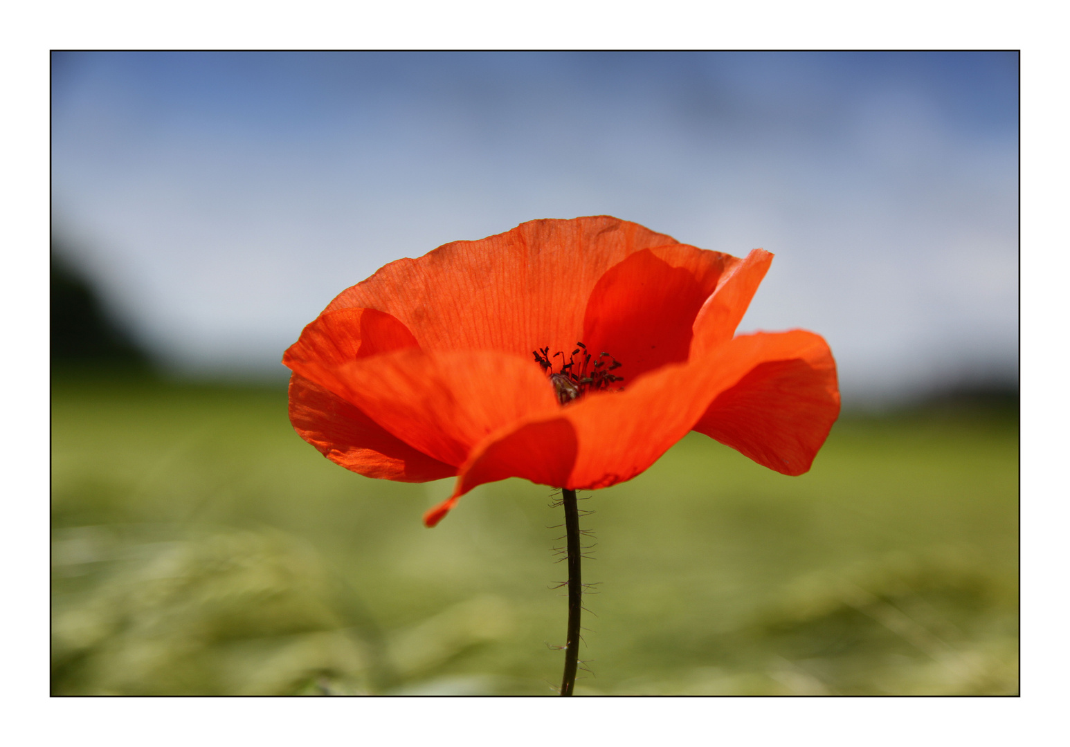 roter mohn...