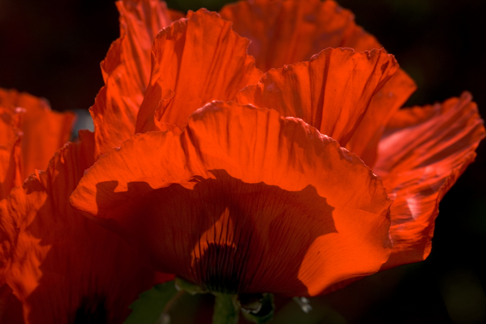 Roter Mohn