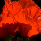 Roter Mohn