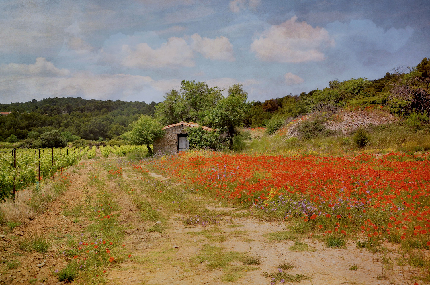 roter Mohn...