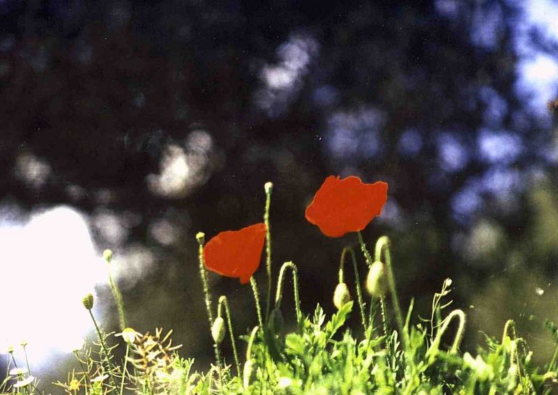 roter Mohn by Andreas Kupka