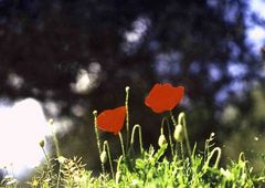 roter Mohn