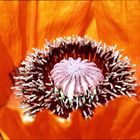 roter Mohn