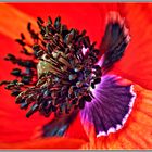 Roter Mohn