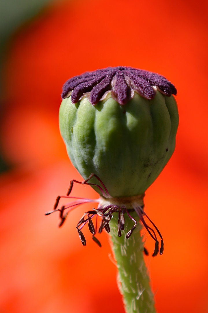 roter Mohn