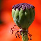 roter Mohn