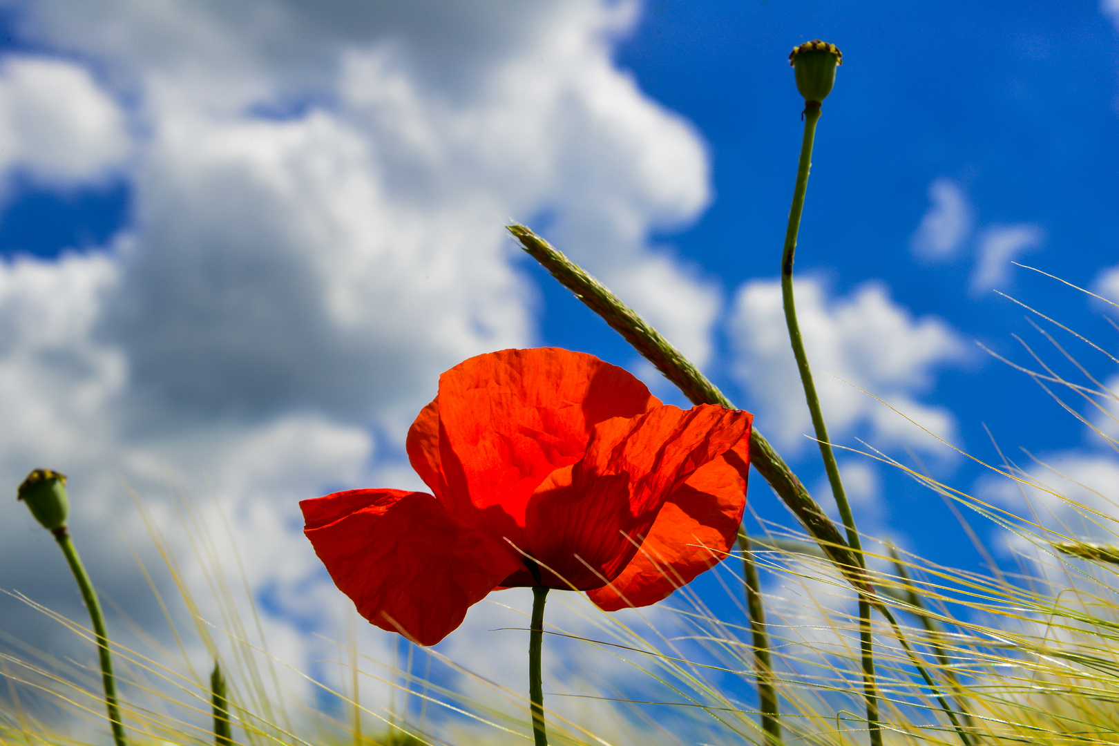 Roter Mohn