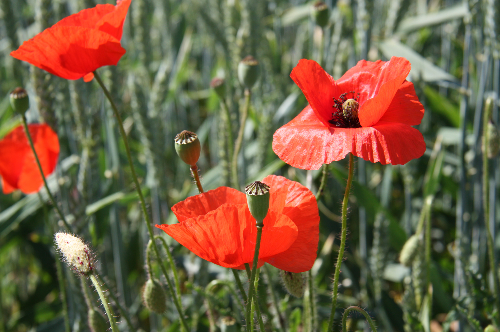 Roter Mohn