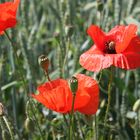 Roter Mohn