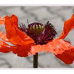 Roter Mohn