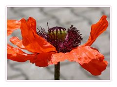 Roter Mohn