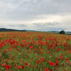 roter Mohn