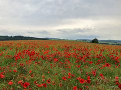 roter Mohn