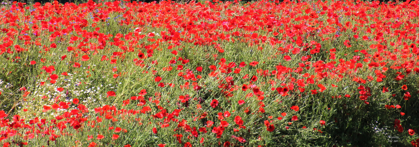 Roter Mohn