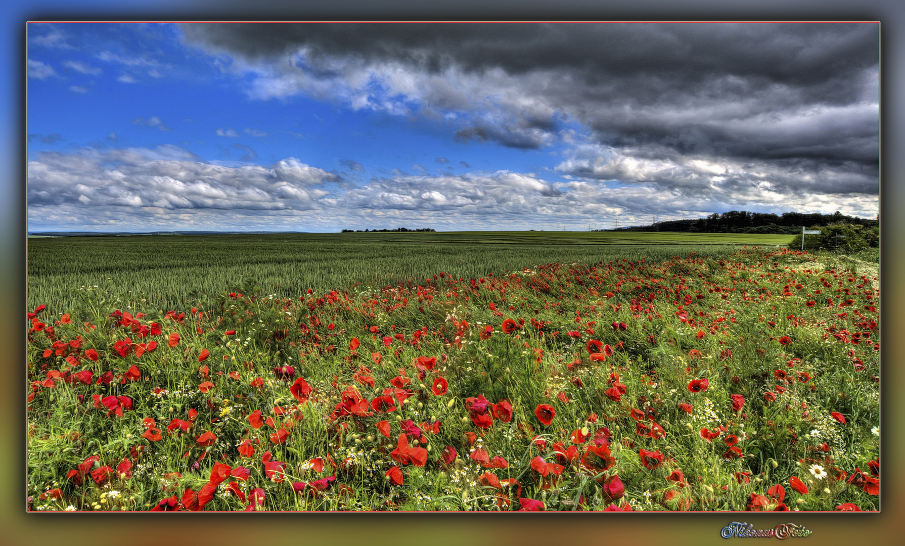 roter Mohn