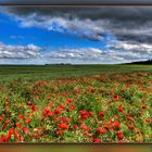 roter Mohn