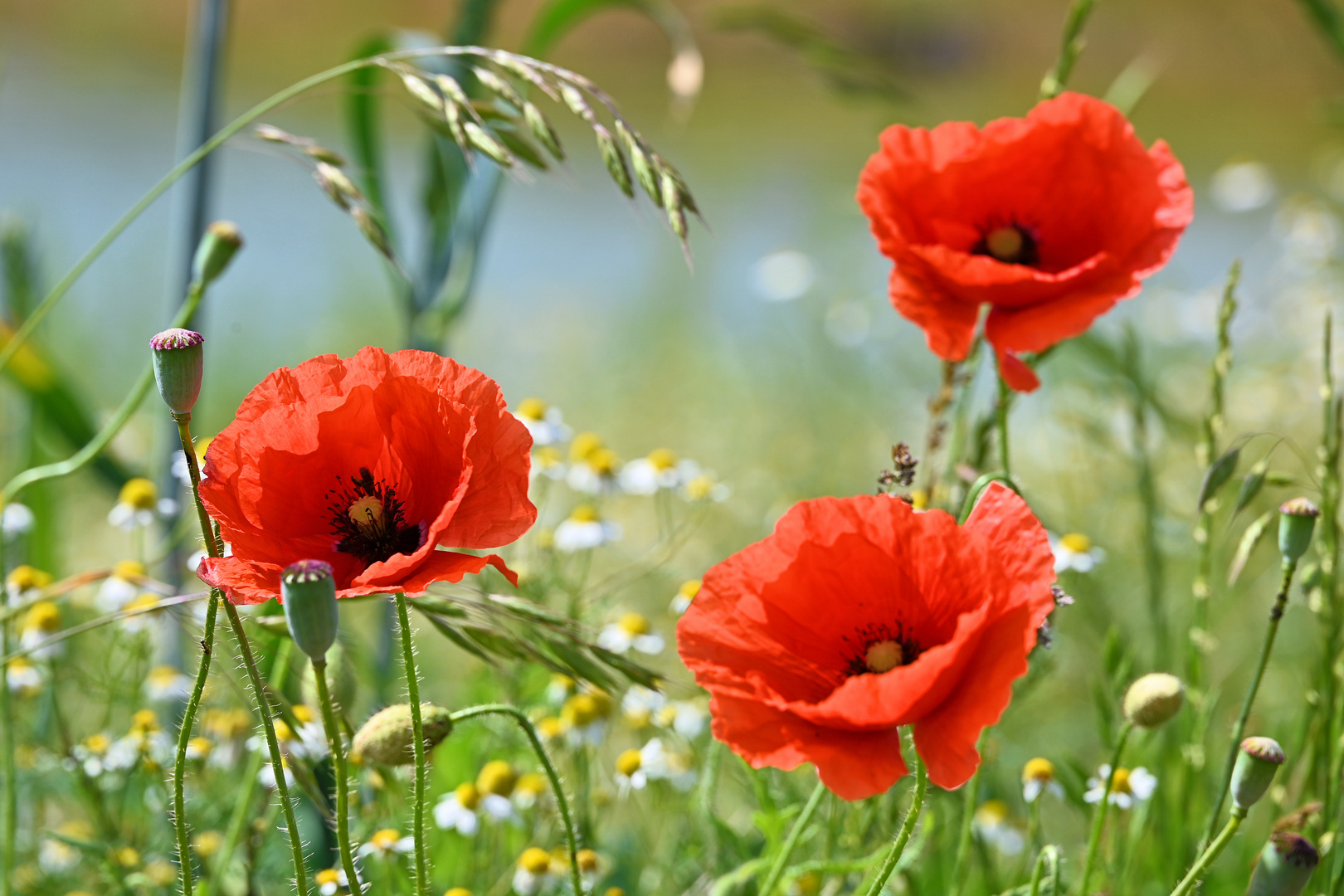 Roter Mohn...