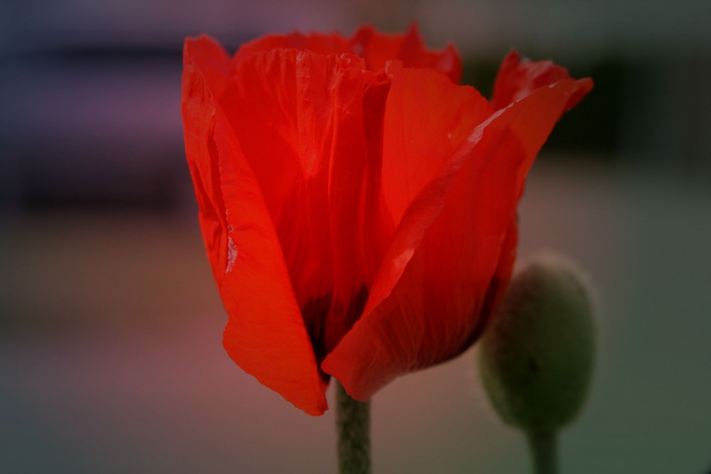 roter Mohn