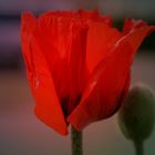 roter Mohn