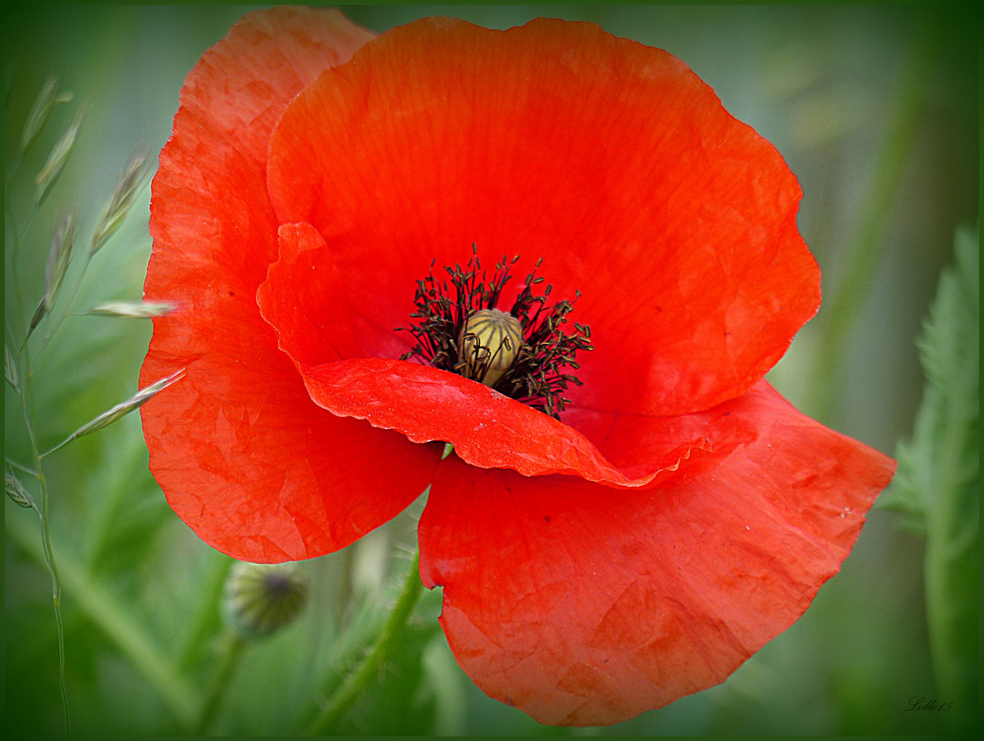 Roter Mohn ...